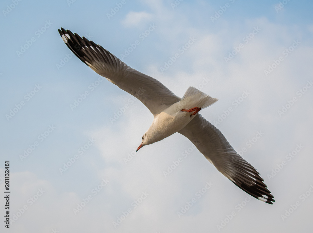 Fototapeta premium Seagulls are flying at the sea.