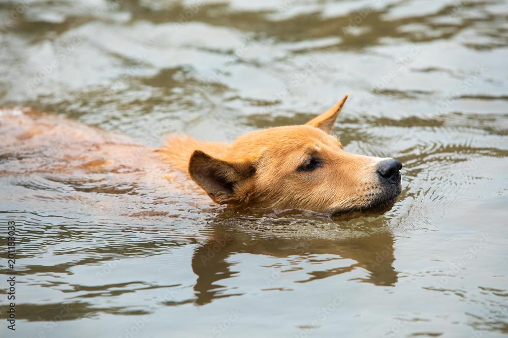 dog swimming in canal dog swimming in canal