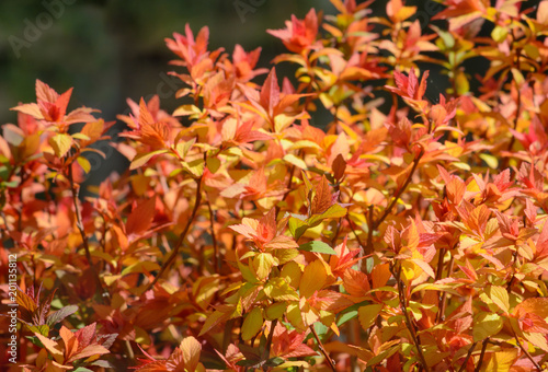 Multi-colored leaves on a bush