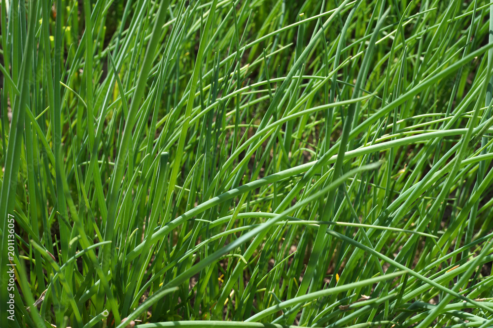 Spring chives on a bed Spring chives on a bed