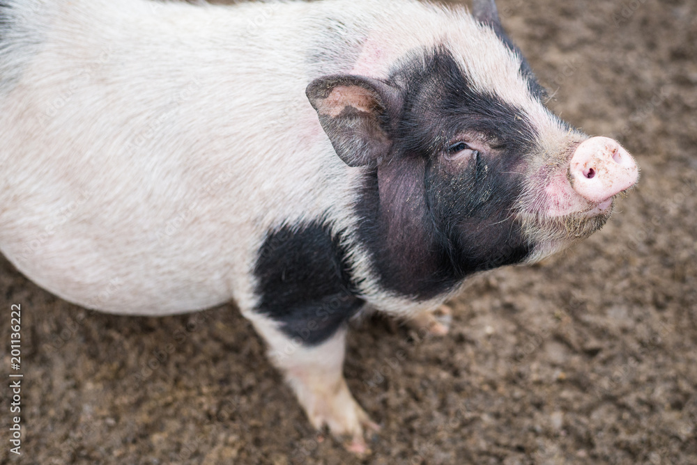 big spotted pig looking at the frame big spotted pig looking at the frame