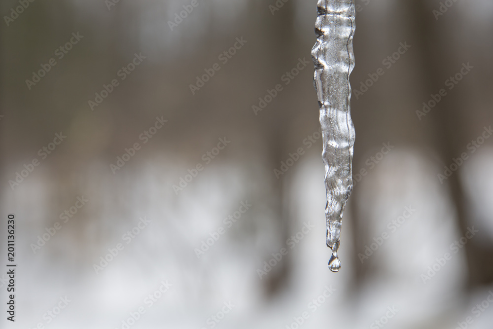 Dripping Icicle Background with Copy Space Dripping Icicle Background with Copy Space