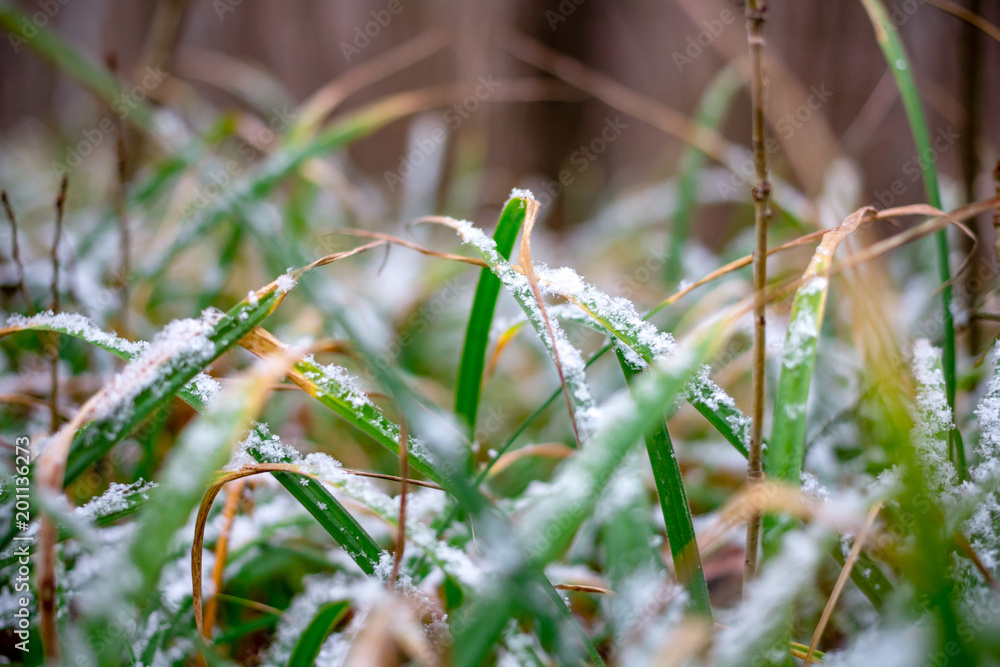 Grass under the fresh snow in late November
Grass under the fresh snow in late November