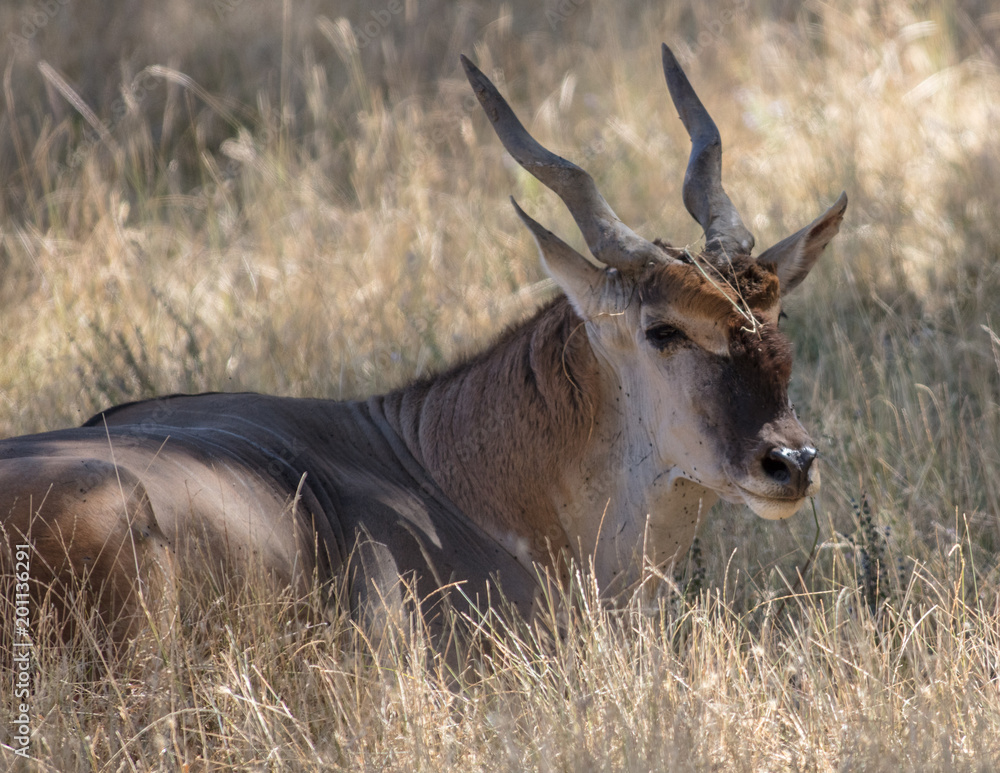 Fototapeta premium Scimitar-horned Oryx