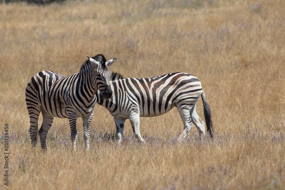 Zebras Zebras