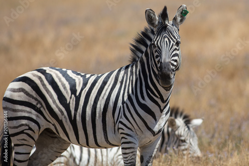 Zebras in the Grass