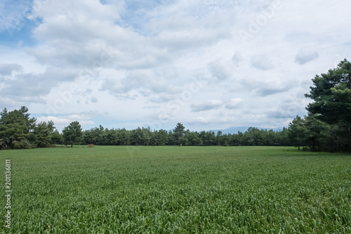 Green Wheat Field Surrounded by Pine Trees