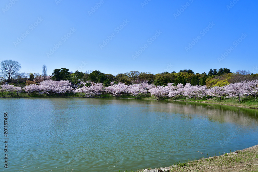満開の桜の情景