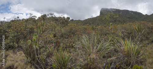 Species rich and diverse vegetation on the plateau of Alto Paquisha, a Tepuy (flat topped sandstone mountain) in the Cordillera del Condor on the border between Ecuador and Peru.
