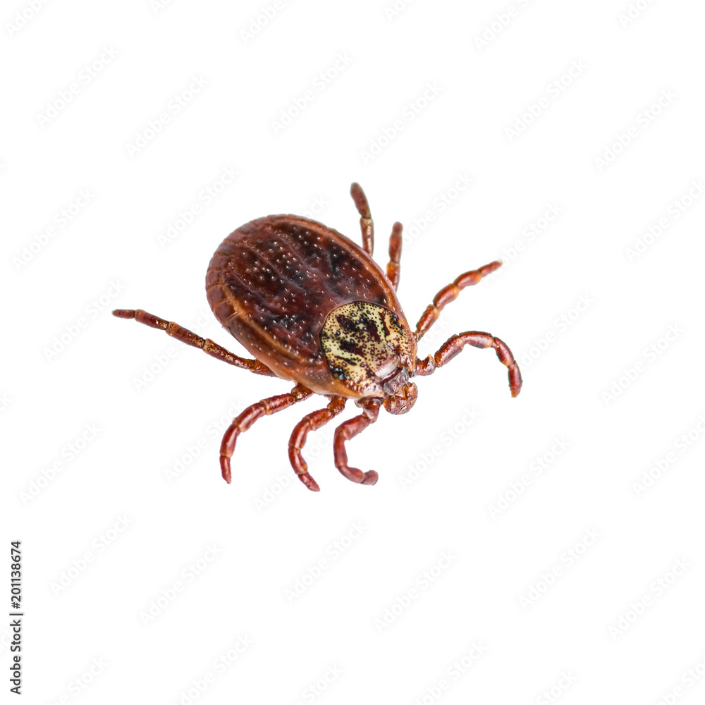 Encephalitis Virus or Lyme Disease Infected Tick Arachnid Insect Pest Isolated on White Encephalitis Virus or Lyme Disease Infected Tick Arachnid Insect Pest Isolated on White