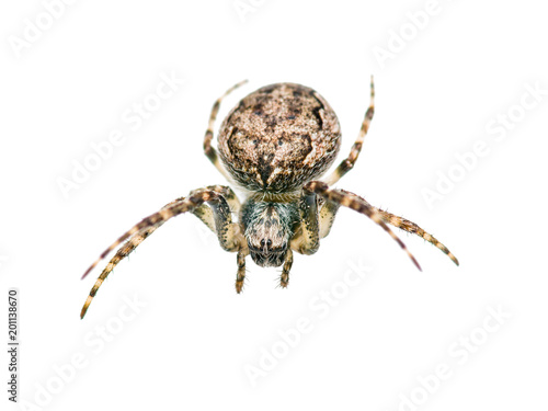Spider Arachnid Insect Isolated on White