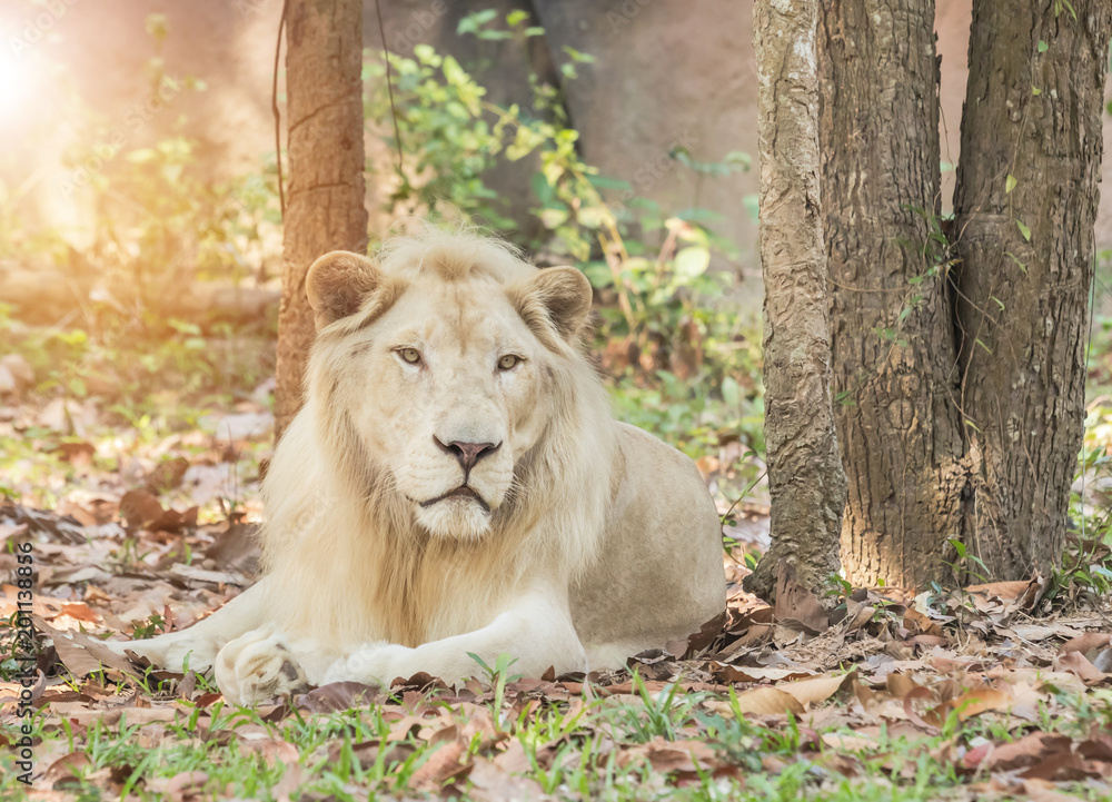 Male white lion relaxation under tree shade in natural Male white lion relaxation under tree shade in natural
