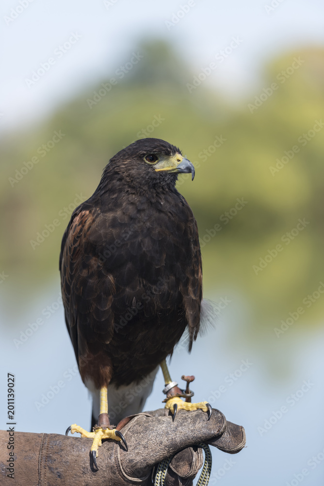 Fototapeta premium Harris Hawk )Parabuteo Unicinctus)