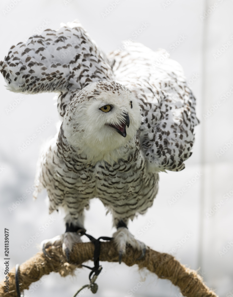 Fototapeta premium Snowy owl (Bubo scandiacus)