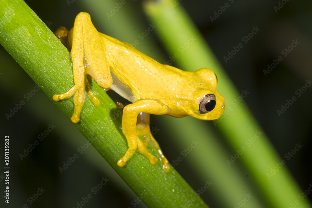 Male Minute Treefrog  (Dendropsophus minutus) on a reed above a rainforest pond.  In the Cordillera del Condor, the Ecuadorian Amazon
