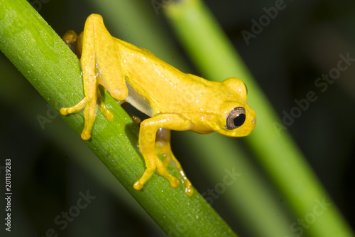 Male Minute Treefrog  (Dendropsophus minutus) on a reed above a rainforest pond.  In the Cordillera del Condor, the Ecuadorian Amazon photo