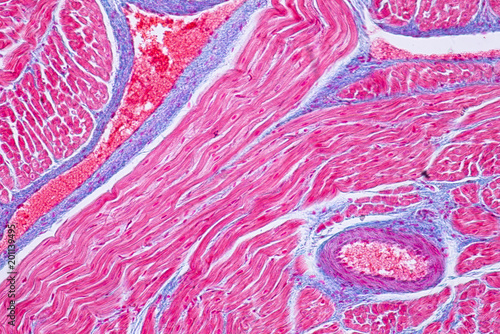 Фотография Histology of human cardiac muscle under microscope view for education