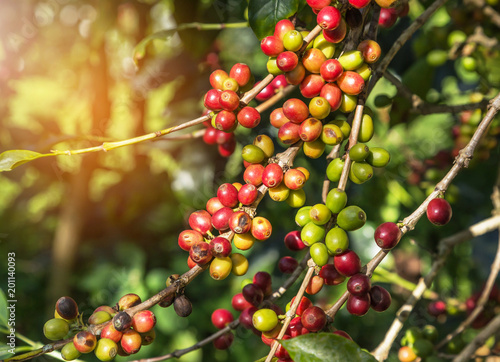 Close up colorful group of many coffee seeds ripening on tree in coffee plantation in north of thailand selective focus