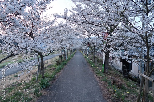 満開の日本の桜の木