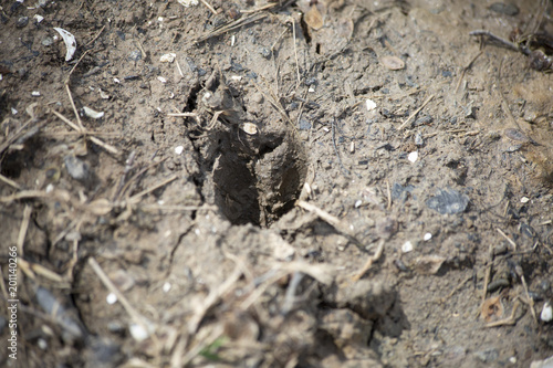 Deer Track in the Mud