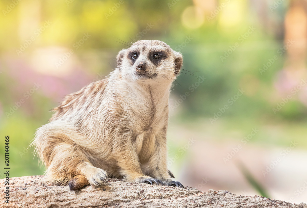 Fototapeta premium meerkat (suricata suricatta ) wild animal is looking alert 