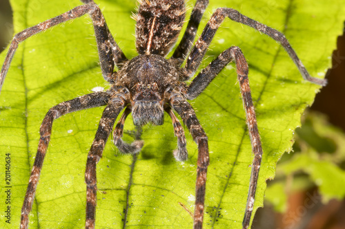 Spider in the understory of montane rainforest in the Cordillera del Condor, the Ecuadorian Amazon. An area of exceptionally high biodiversity and endemism.