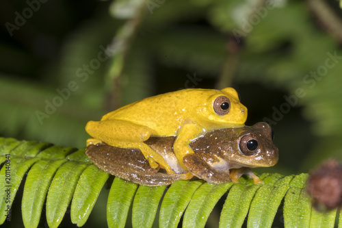 Pair of Minute Treefrogs  (Dendropsophus minutus) in amplexus (mating) above a rainforest pond.  In the Cordillera del Condor, the Ecuadorian Amazon photo