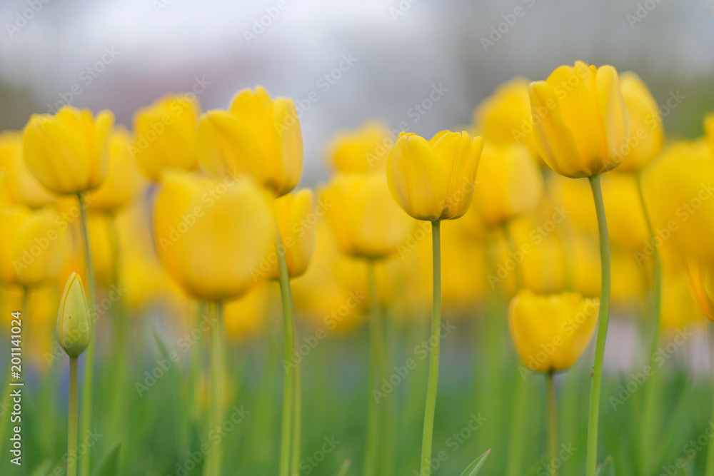 beautiful yellow Tulip flowers blooming in the garden, Spring season beautiful yellow Tulip flowers blooming in the garden, Spring season