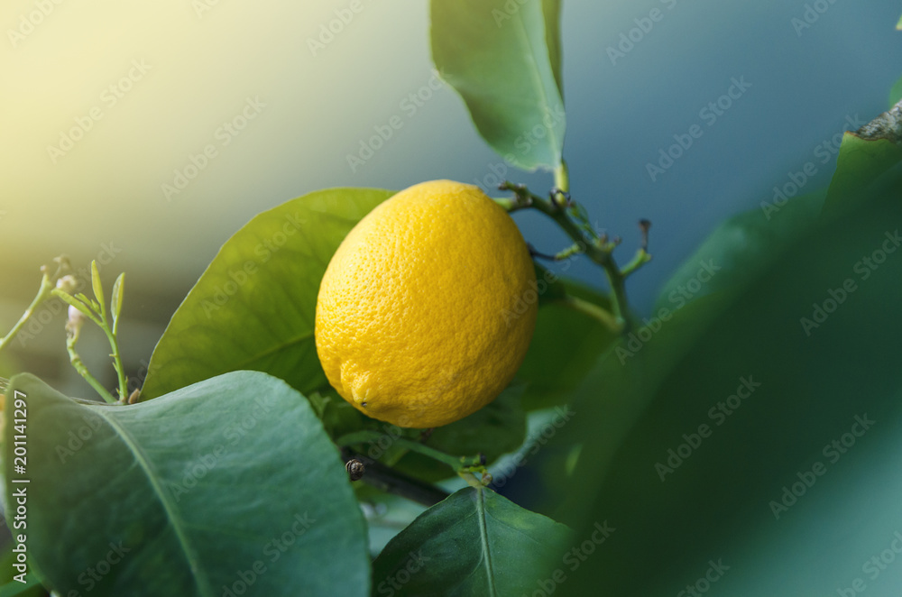 Closeup of lemon on tree , abstract 