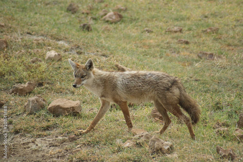 Fototapeta premium SONY DSC