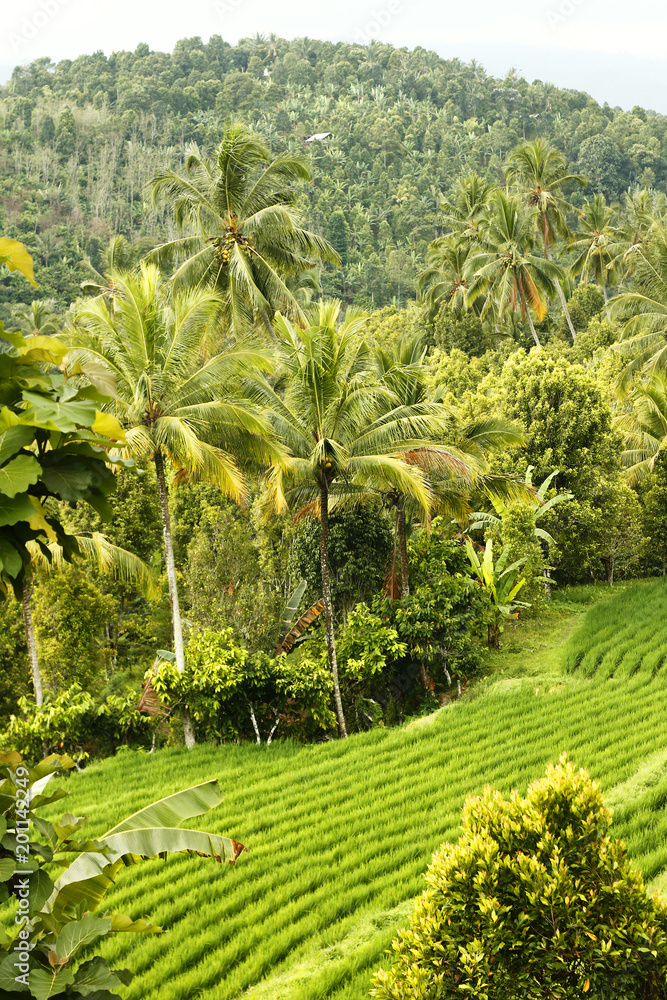 rice fields in the tropics