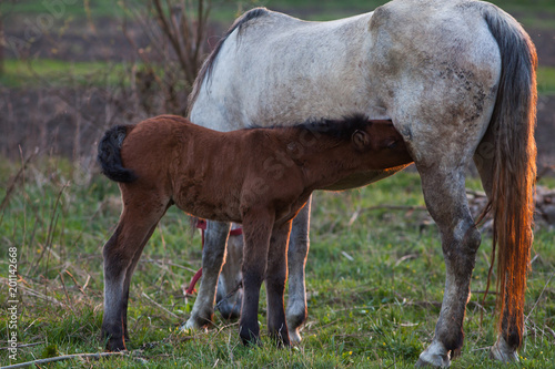 mare and foal on meadow at sunset photo