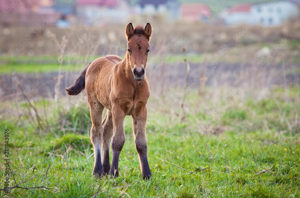 Fototapeta premium newborn foal on meadow at sunset
