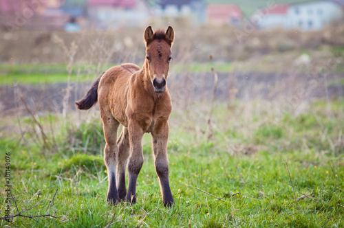 newborn foal on meadow at sunset