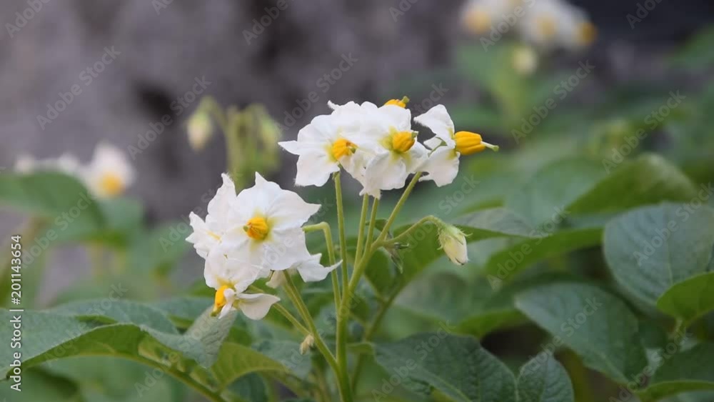 Solanum tuberosum Կարտոֆիլ ジャガイモ תפוח אדמה Kartoffel Potatis video 马铃薯 بطاطس Potato plant Solanum tuberosum Կարտոֆիլ ジャガイモ תפוח אדמה Kartoffel Potatis video 马铃薯 بطاطس Potato plant