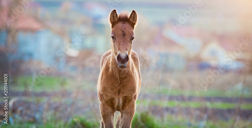 newborn foal on meadow at sunset photo