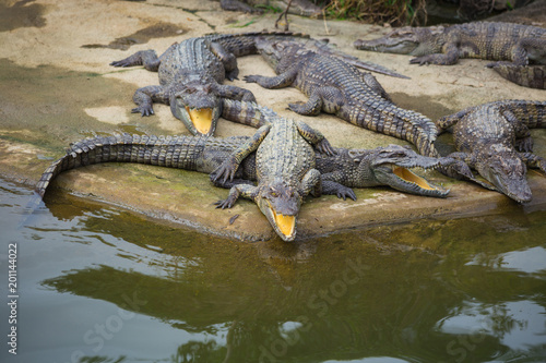 water bodies on the Crocodile Farm in Dalat.