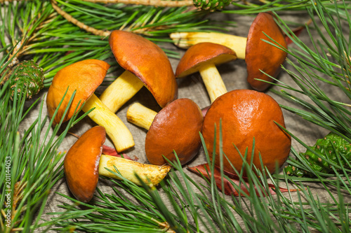 Still life with butter mushrooms with pine branches