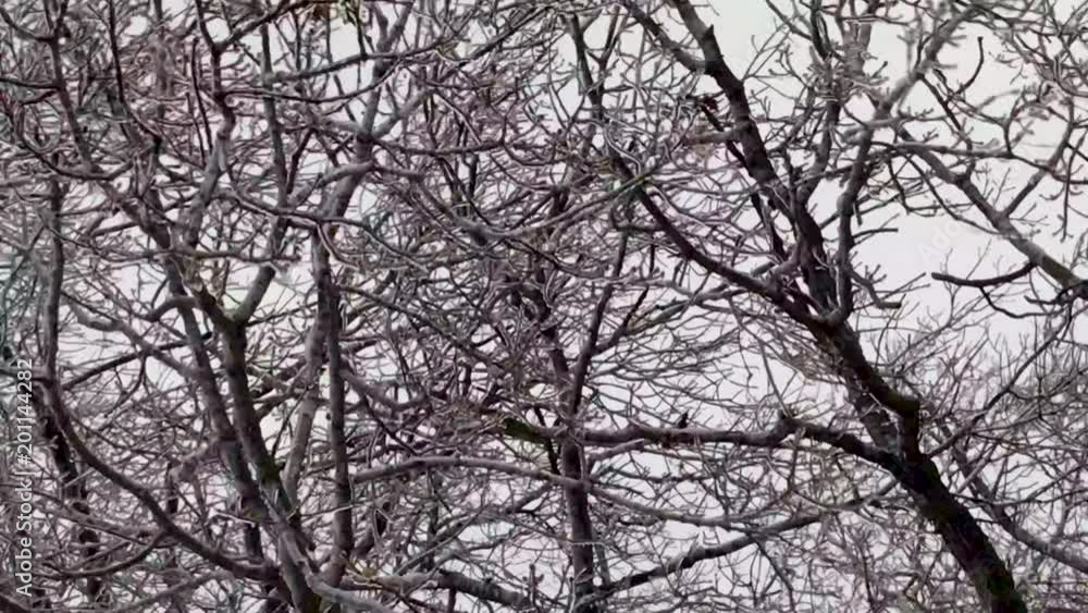 Ice covered frozen trees in a winter ice storm. The intense wind blows the limbs frantically. Day. Ice covered frozen trees in a winter ice storm. The intense wind blows the limbs frantically. Day.