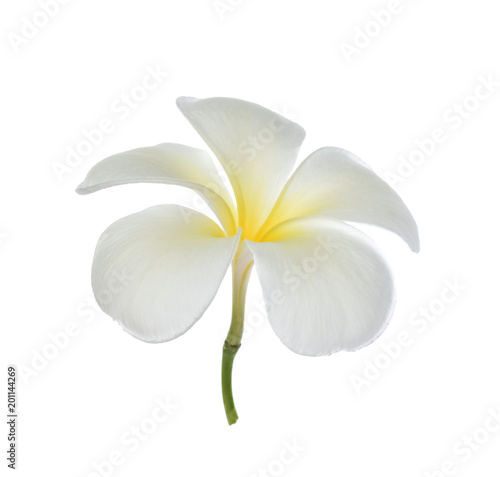 Frangipani flower on white background