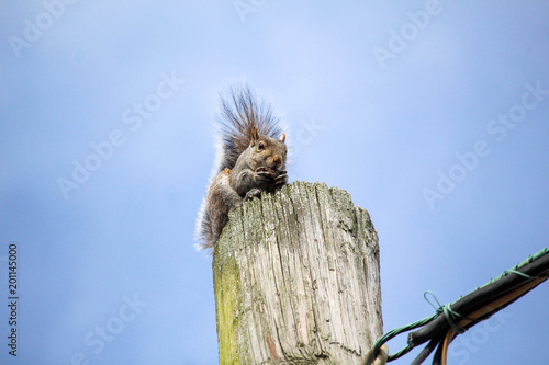 Squirrel on a Pole