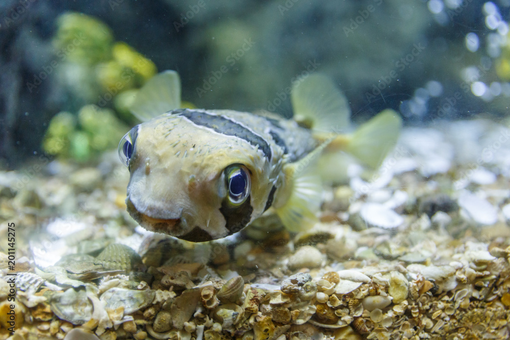 Puffer fish in tank at aquarium in coral background Stock Photo | Adobe  Stock