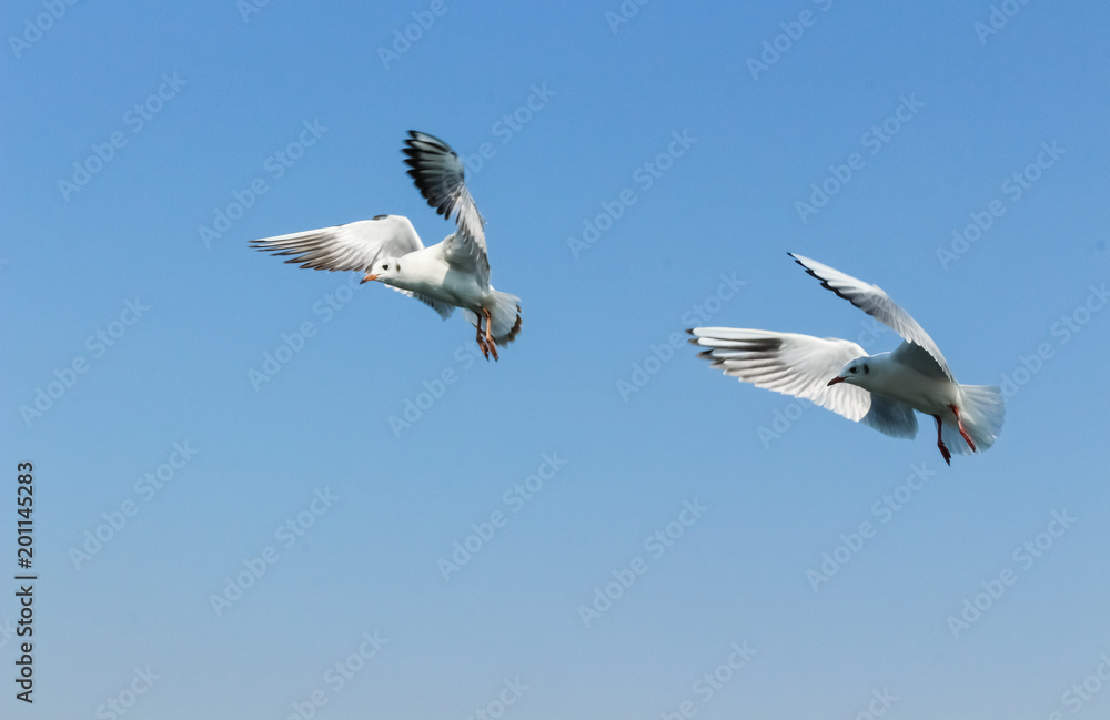 Obraz premium Group of seagulls flying in the sky
