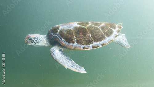 Sea turtle in tank at aquarium in green background