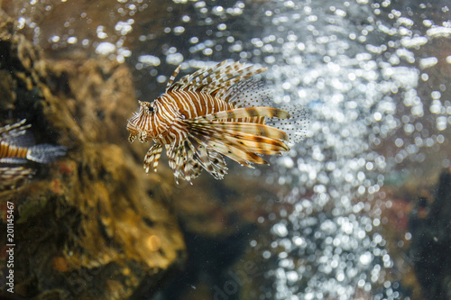 lionfish in tank at aquarium in coral background