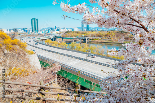 Photography Seoul city view with forsythia flower and cherry blossoms in Korea