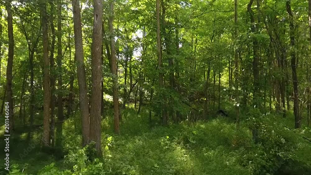 Forest Fly Through Forest Fly Through