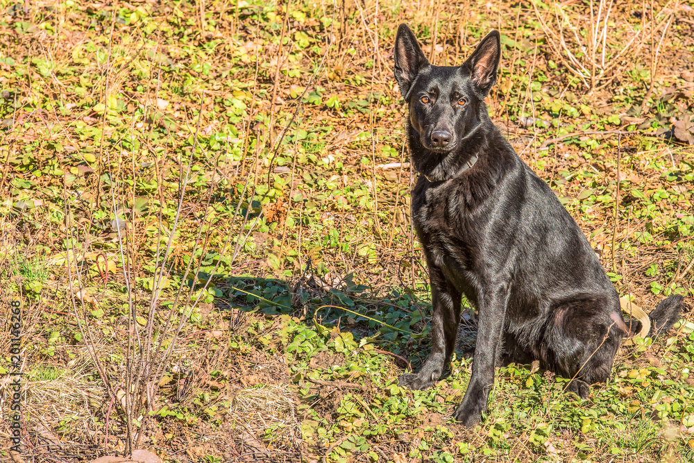 Portrait of a beautiful German Shepherd sitting on the grass. Portrait of a beautiful German Shepherd sitting on the grass.