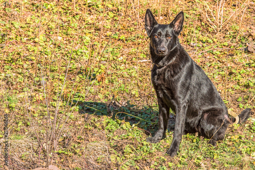 Portrait of a beautiful German Shepherd sitting on the grass.