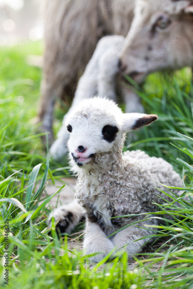 newborn lamb in green grass